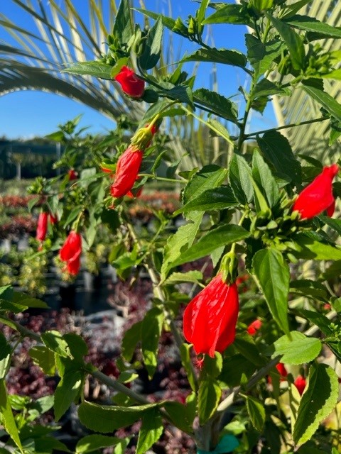 malvaviscus-penduliflorus-turk-s-cap-sleeping-hibiscus-cardinal-s-hat