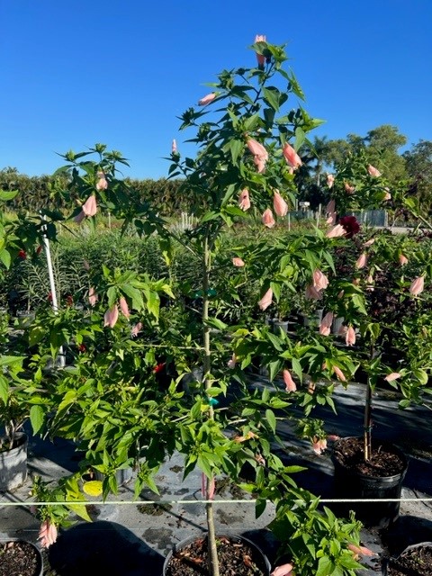 malvaviscus-penduliflorus-turk-s-cap-sleeping-hibiscus-cardinal-s-hat