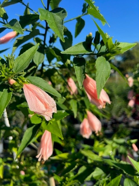 malvaviscus-penduliflorus-turk-s-cap-sleeping-hibiscus-cardinal-s-hat