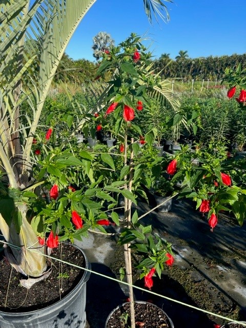malvaviscus-penduliflorus-turk-s-cap-sleeping-hibiscus-cardinal-s-hat