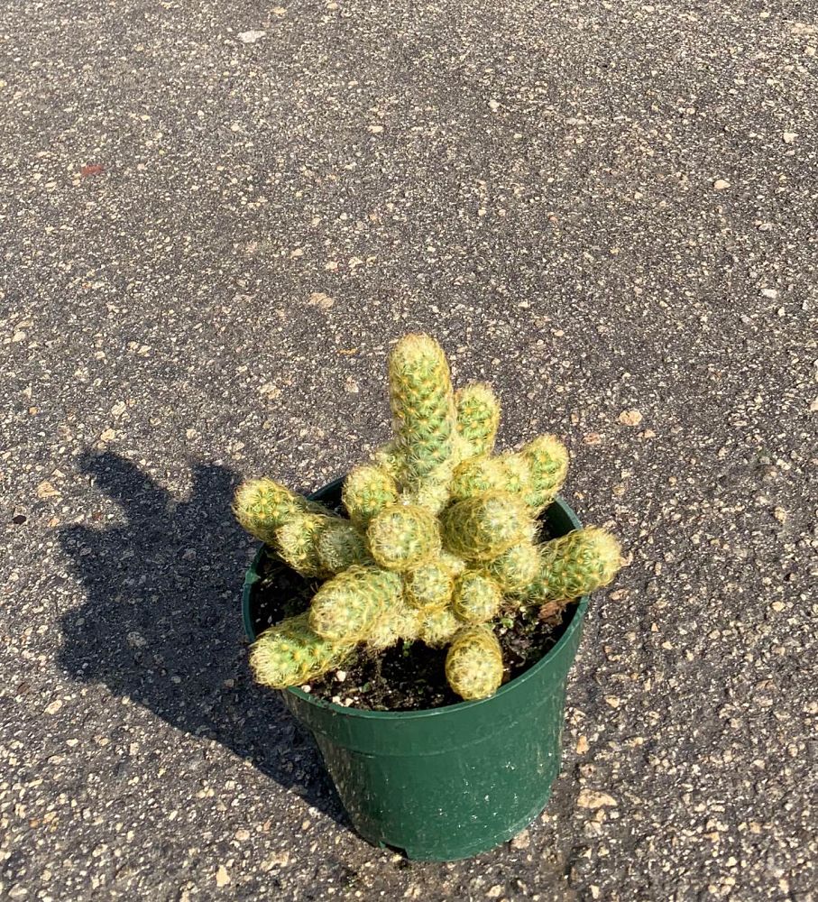 mammillaria-elongata-golden-stars-ladyfinger-cactus