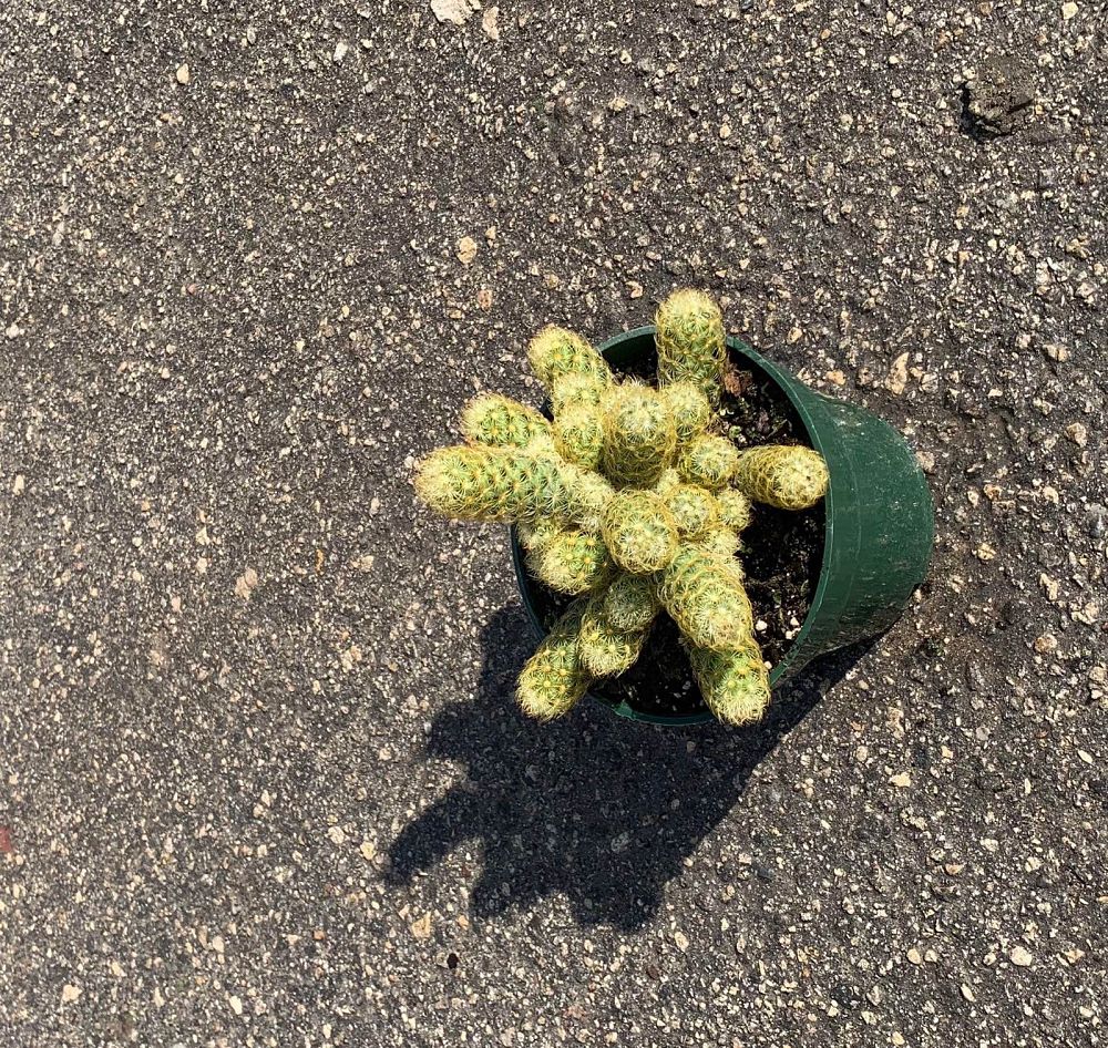 mammillaria-elongata-golden-stars-ladyfinger-cactus