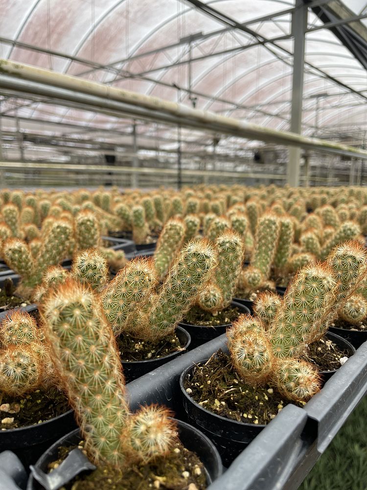 mammillaria-elongata-golden-stars-ladyfinger-cactus