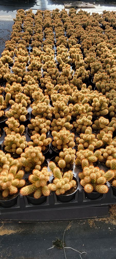 mammillaria-elongata-golden-stars-ladyfinger-cactus