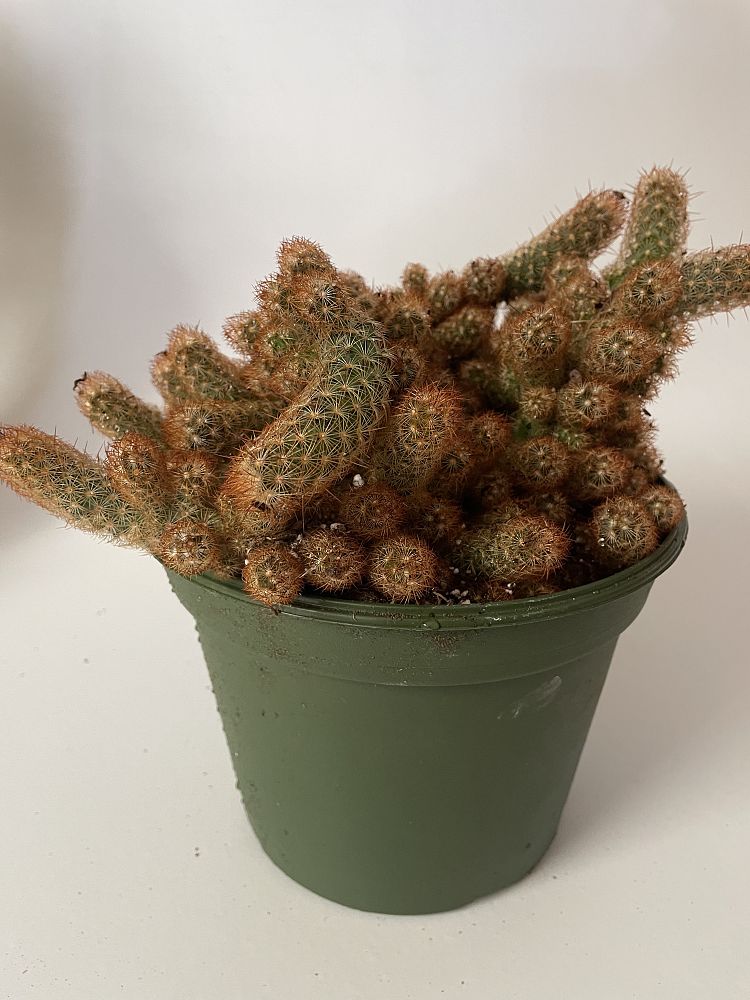 mammillaria-elongata-golden-stars-ladyfinger-cactus
