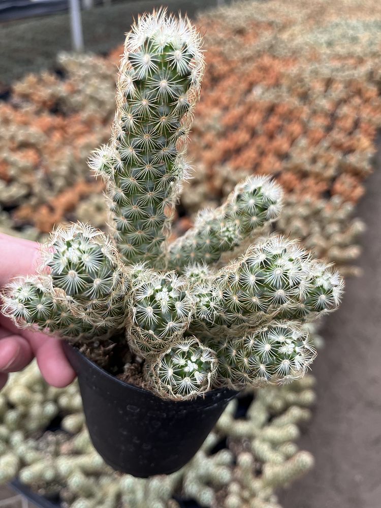 mammillaria-fraggilis