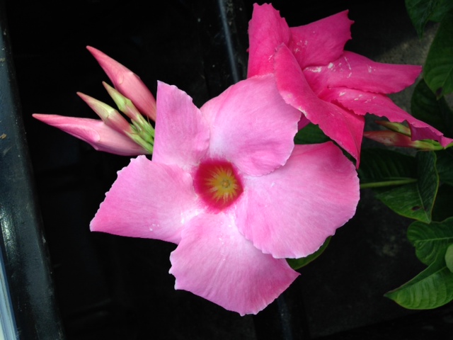 mandevilla-amabilis-alice-dupont-dipladenia