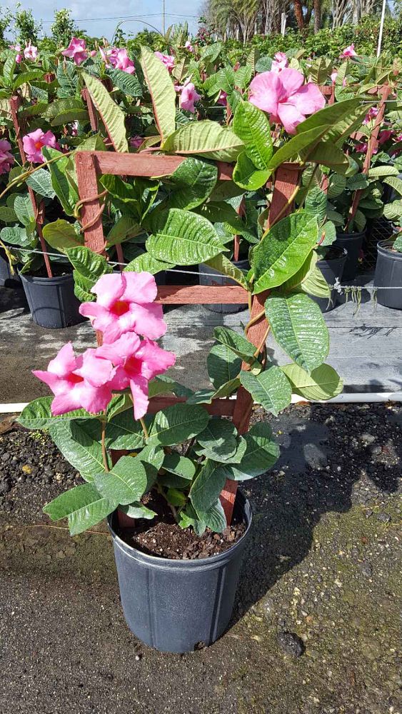 mandevilla-amabilis-alice-dupont-dipladenia