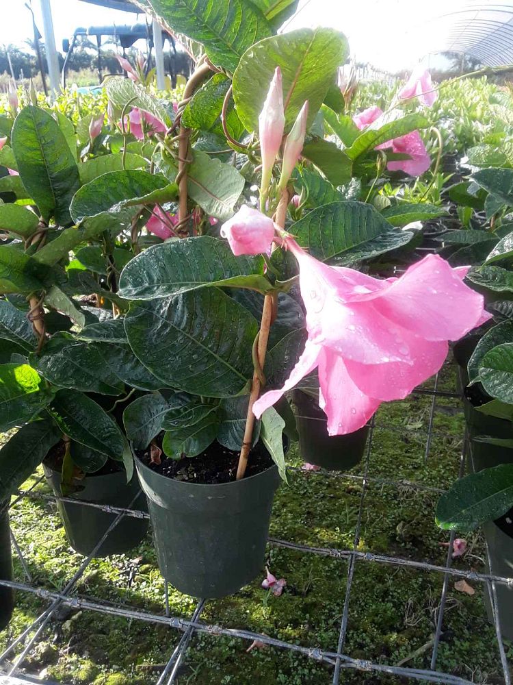 mandevilla-amabilis-alice-dupont-dipladenia