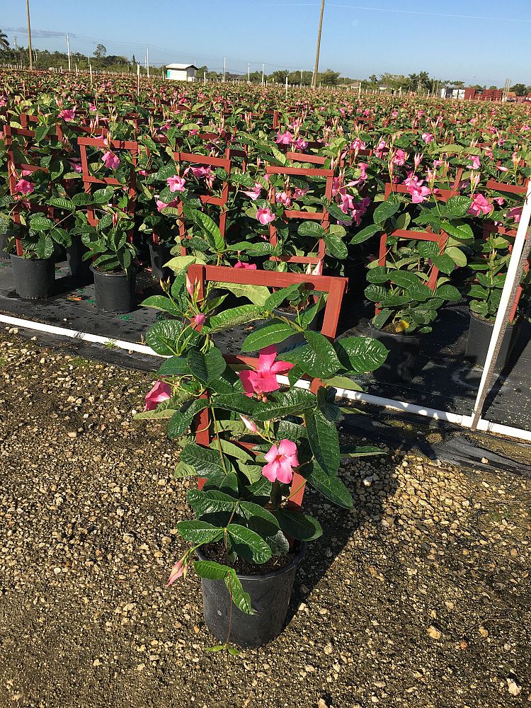Everbloom Growers Inc Plantant Com