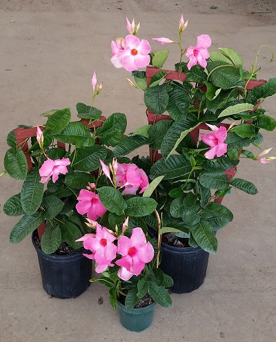 mandevilla-amabilis-alice-dupont-dipladenia