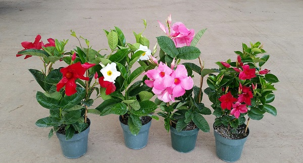 mandevilla-amabilis-alice-dupont-dipladenia