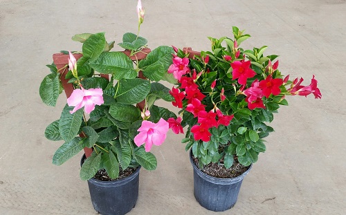 mandevilla-amabilis-alice-dupont-dipladenia