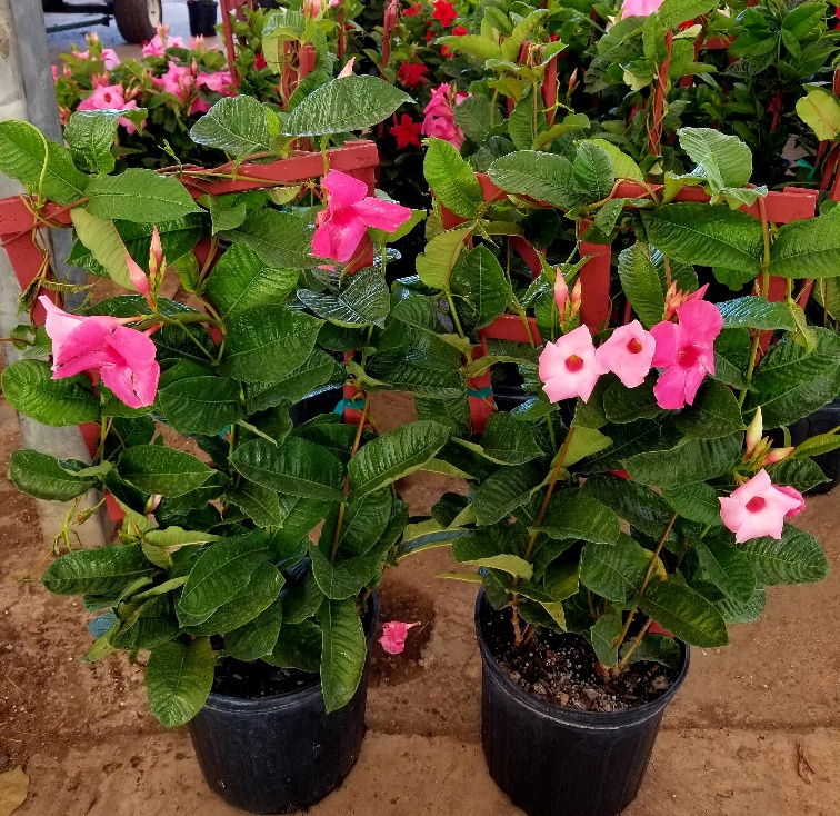 mandevilla-amabilis-alice-dupont-dipladenia