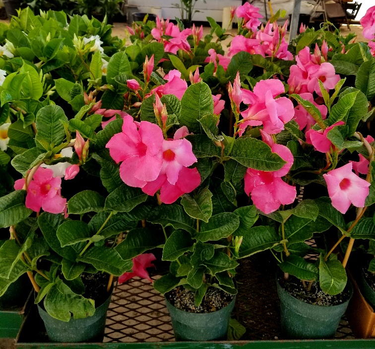 mandevilla-amabilis-alice-dupont-dipladenia