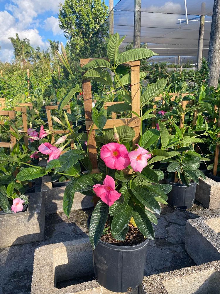 mandevilla-amabilis-alice-dupont-dipladenia
