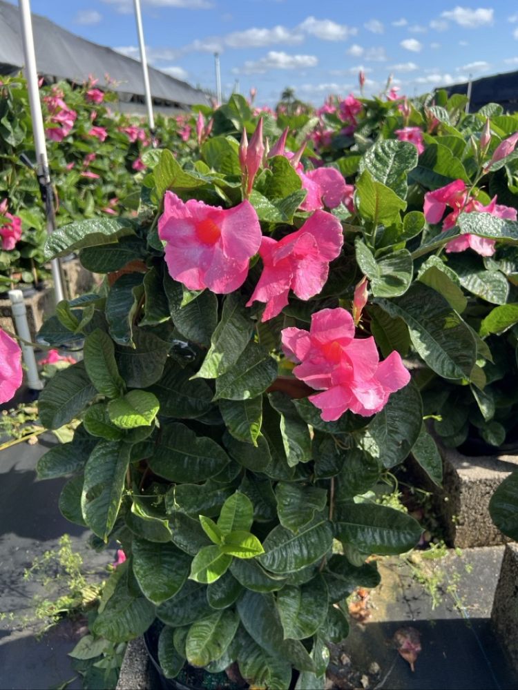 mandevilla-amabilis-alice-dupont-dipladenia