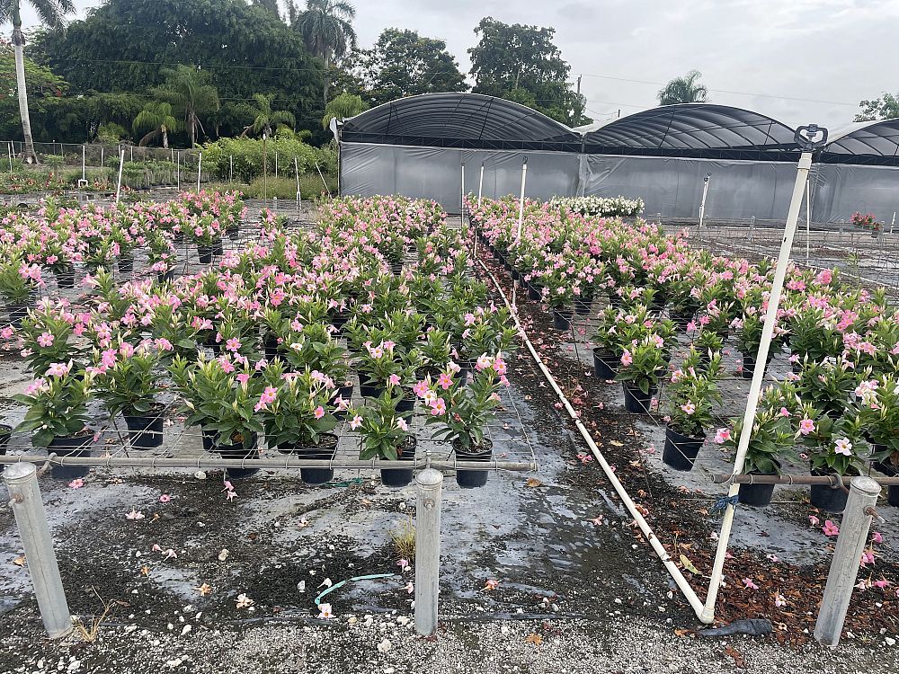 mandevilla-bella-cream-pink-dipladenia
