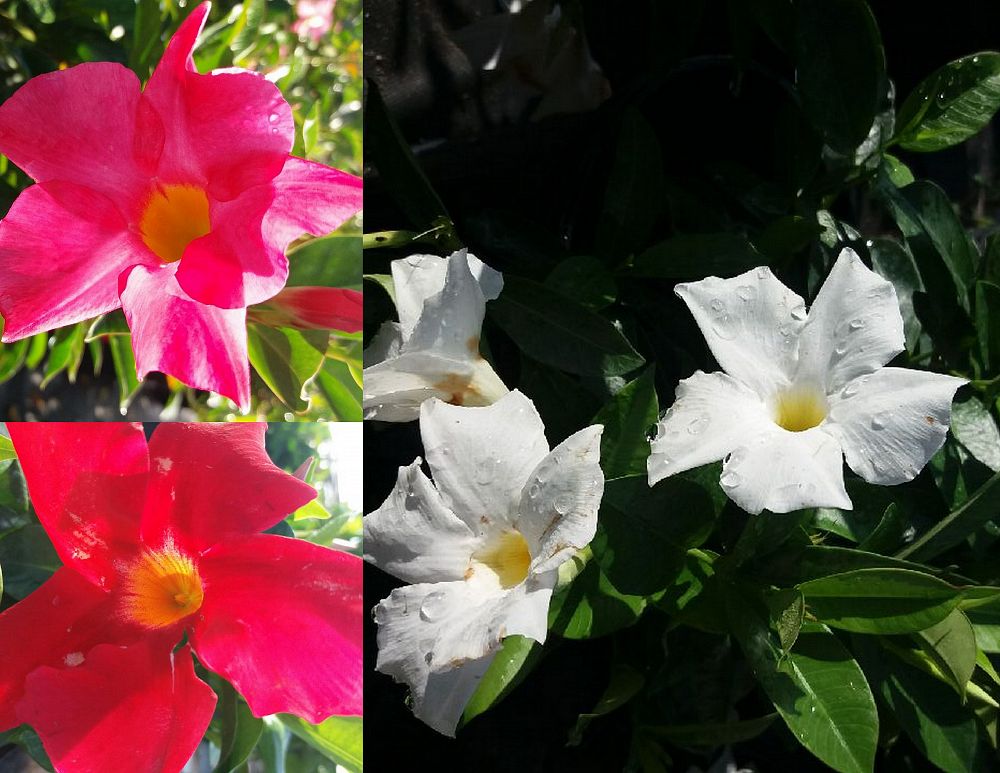 mandevilla-bella-dipladenia