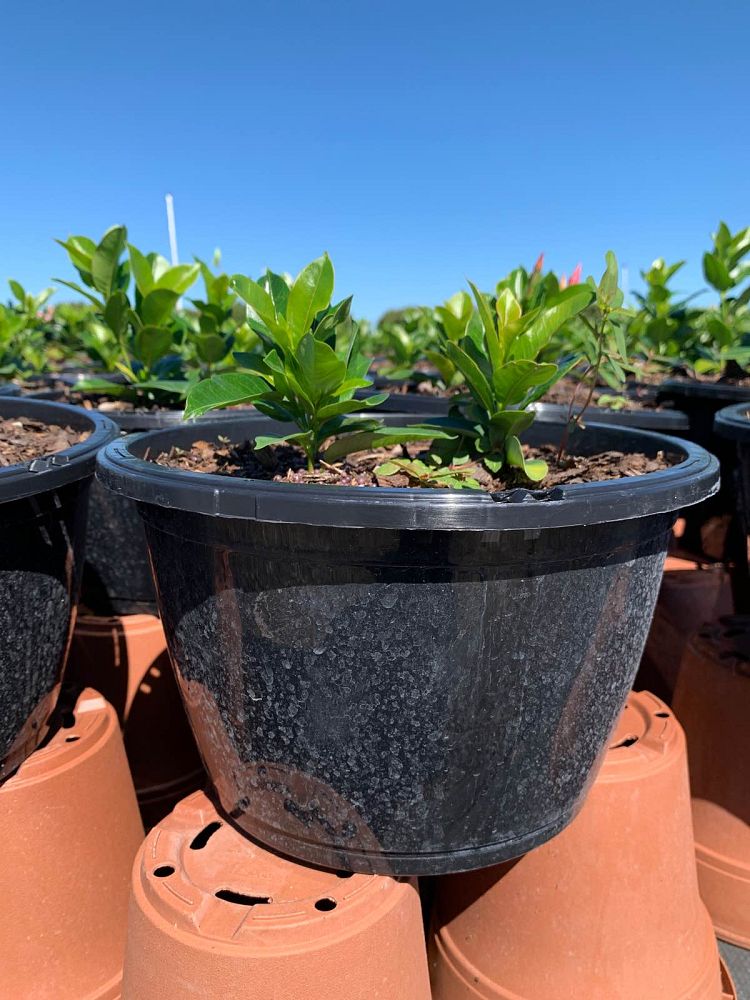 mandevilla-bella-hot-pink-dipladenia