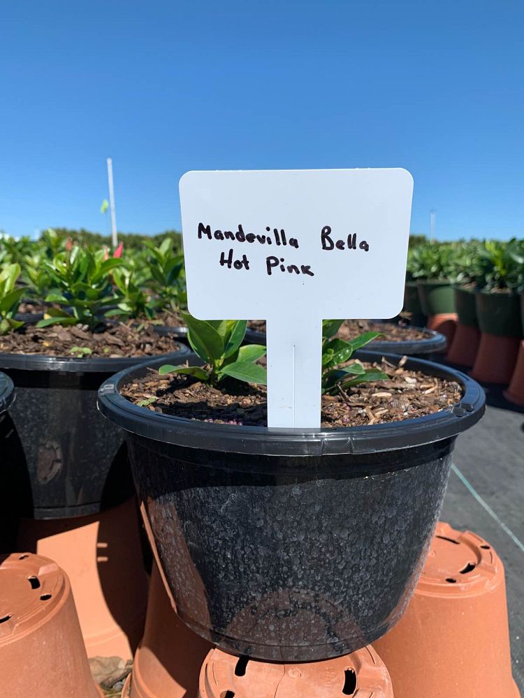 mandevilla-bella-hot-pink-dipladenia