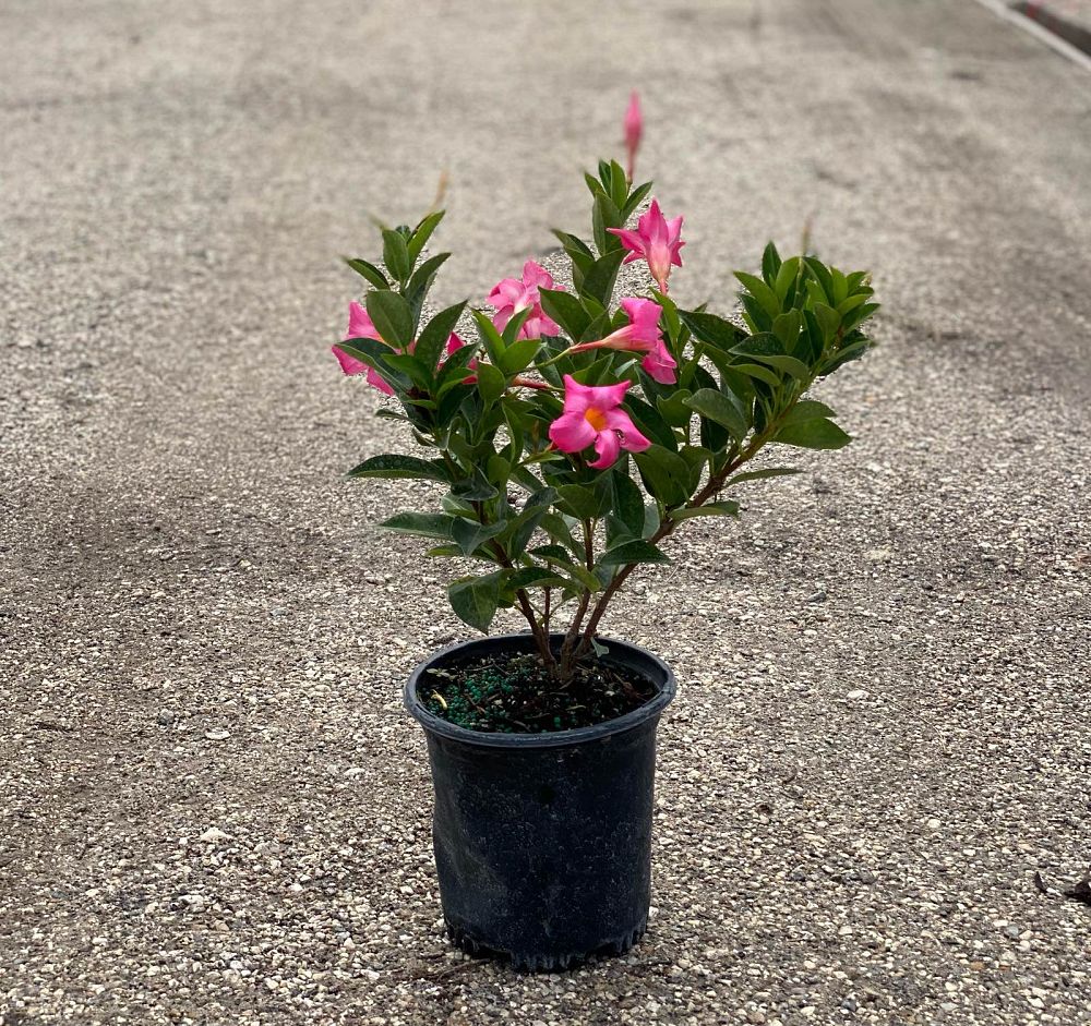 mandevilla-bella-hot-pink-dipladenia