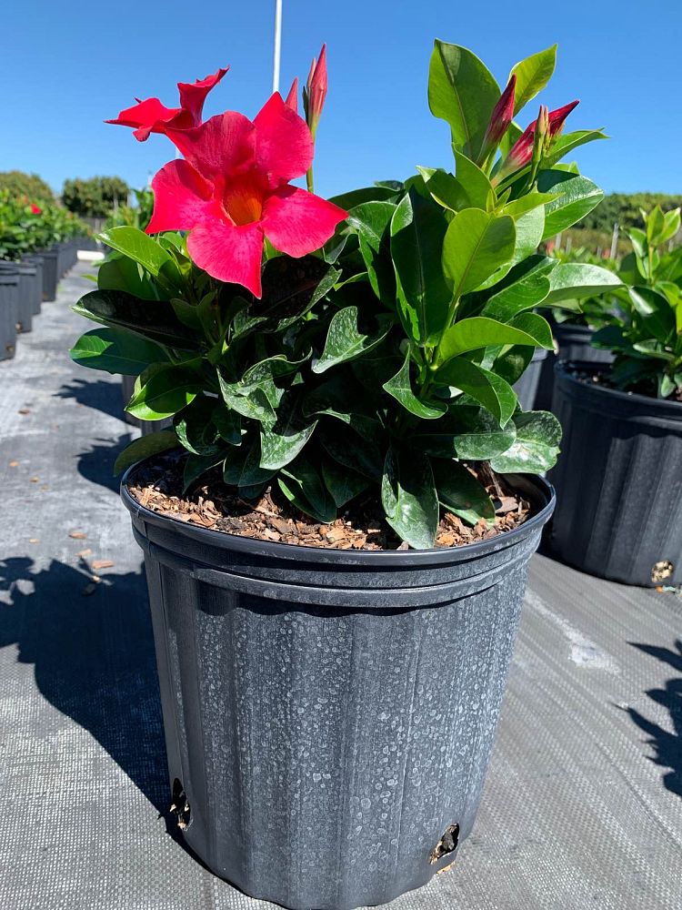 mandevilla-bella-hot-pink-dipladenia