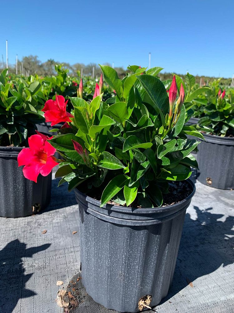 mandevilla-bella-hot-pink-dipladenia