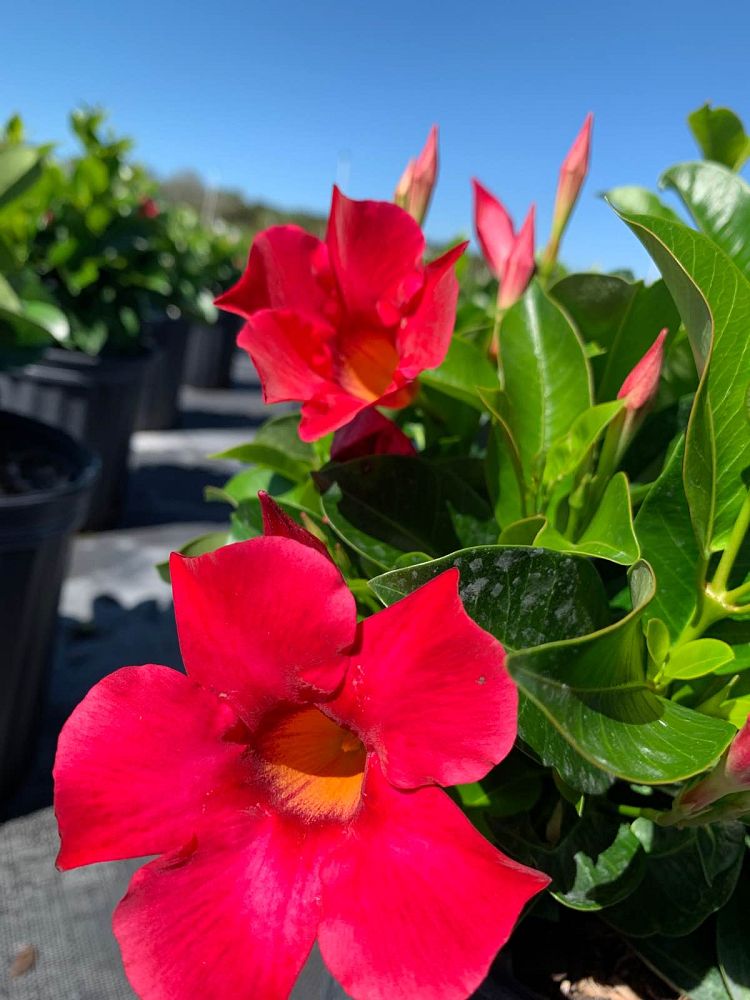 mandevilla-bella-hot-pink-dipladenia