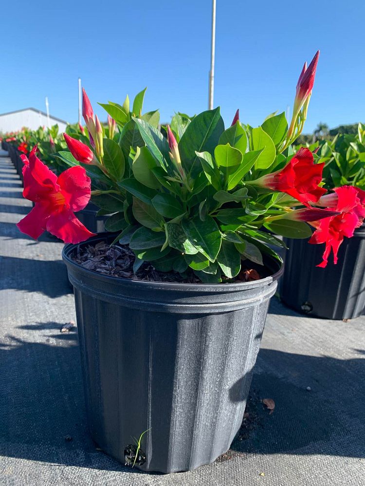 mandevilla-bella-scarlet-dipladenia