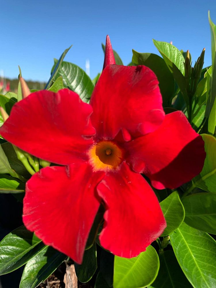 mandevilla-bella-scarlet-dipladenia