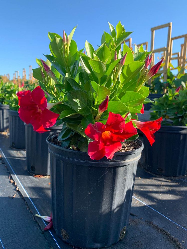 mandevilla-bella-scarlet-dipladenia