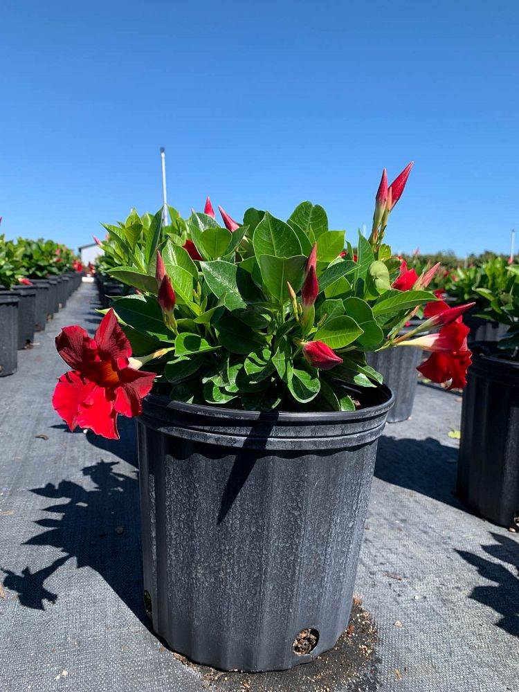 mandevilla-bella-scarlet-dipladenia