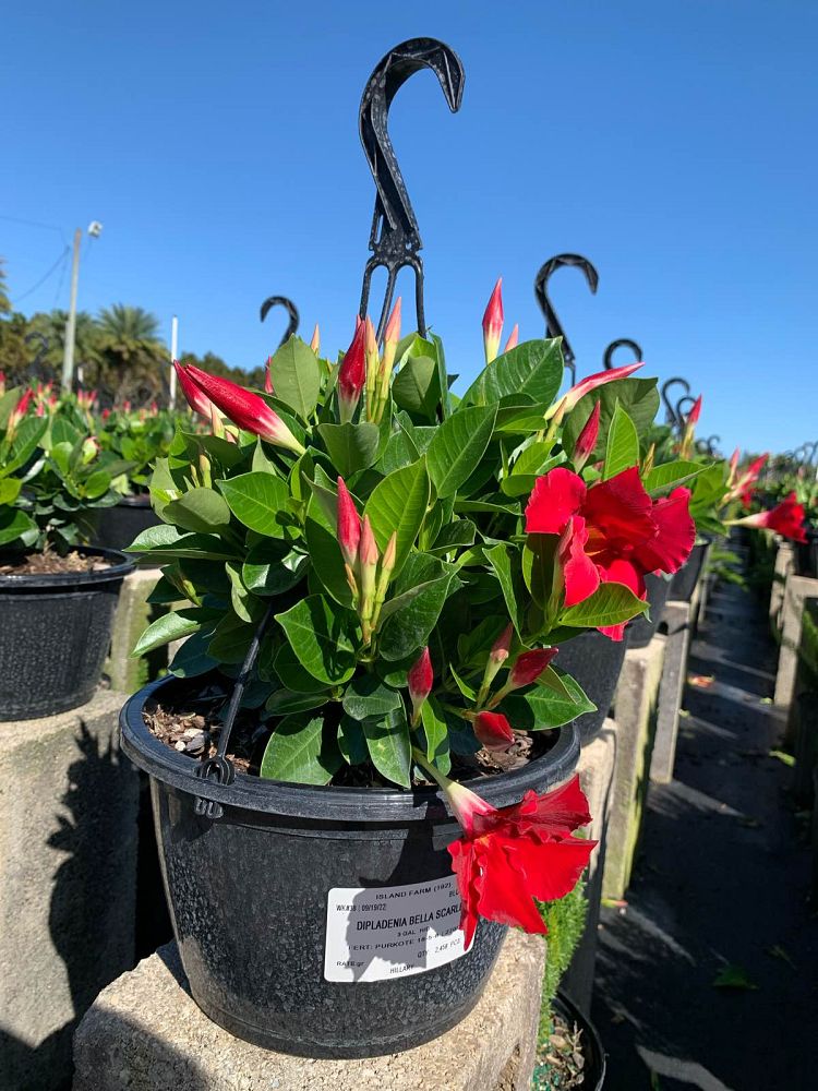 mandevilla-bella-scarlet-dipladenia