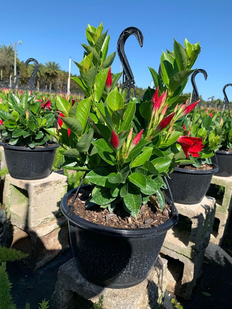 mandevilla-bella-scarlet-dipladenia