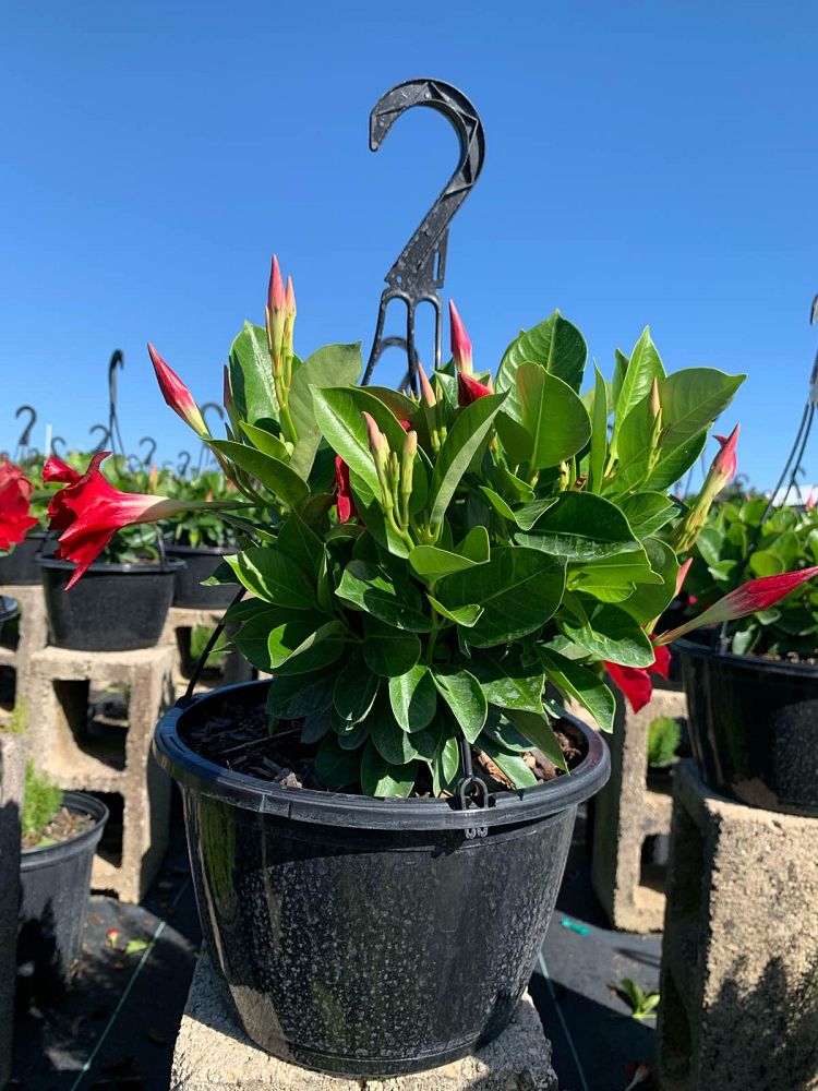 mandevilla-bella-scarlet-dipladenia