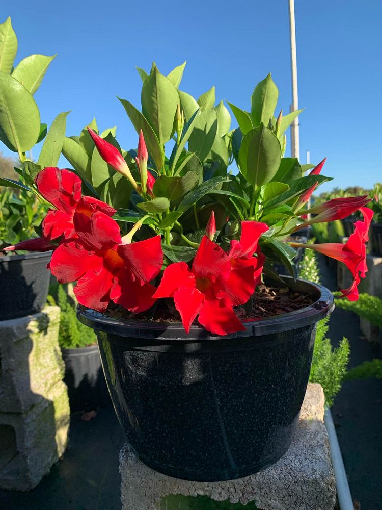 mandevilla-bella-scarlet-dipladenia