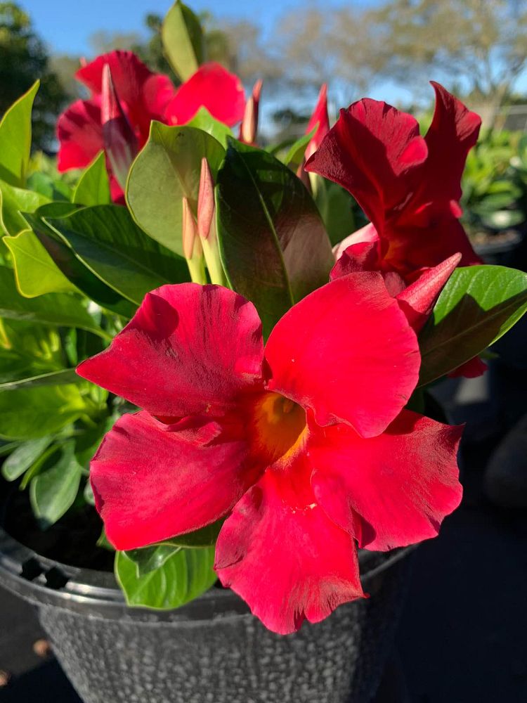 mandevilla-bella-scarlet-dipladenia