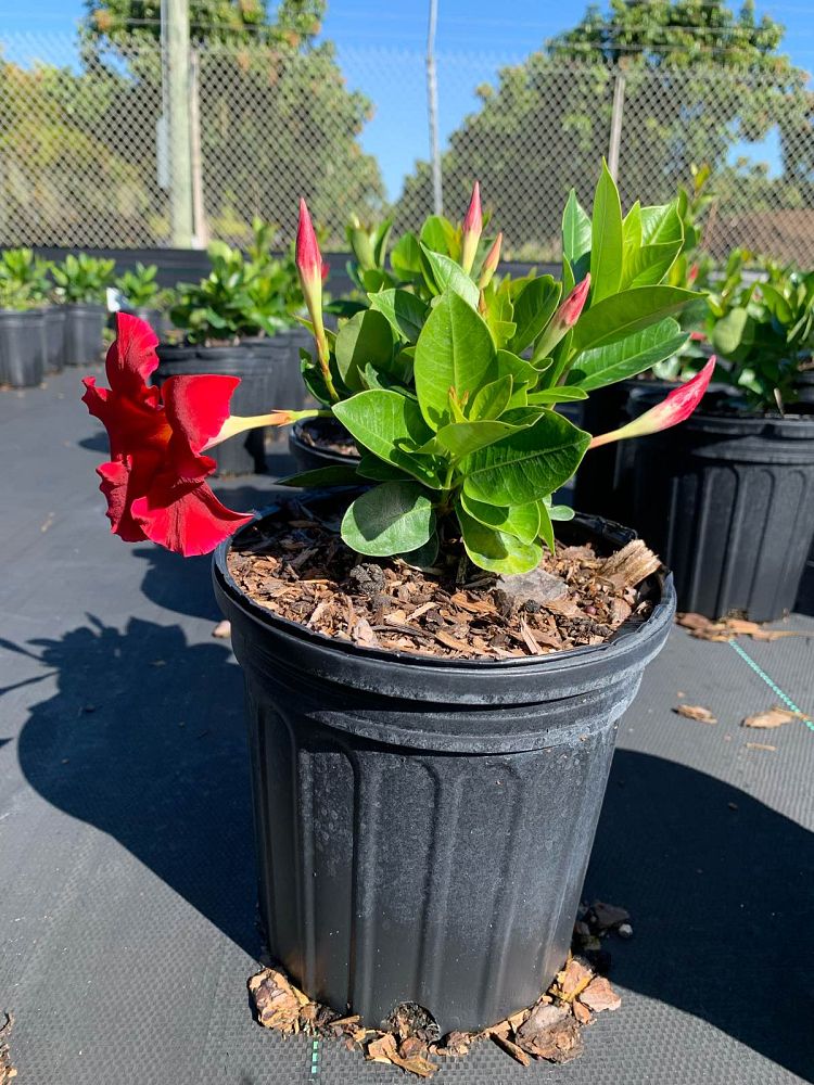 mandevilla-bella-scarlet-dipladenia