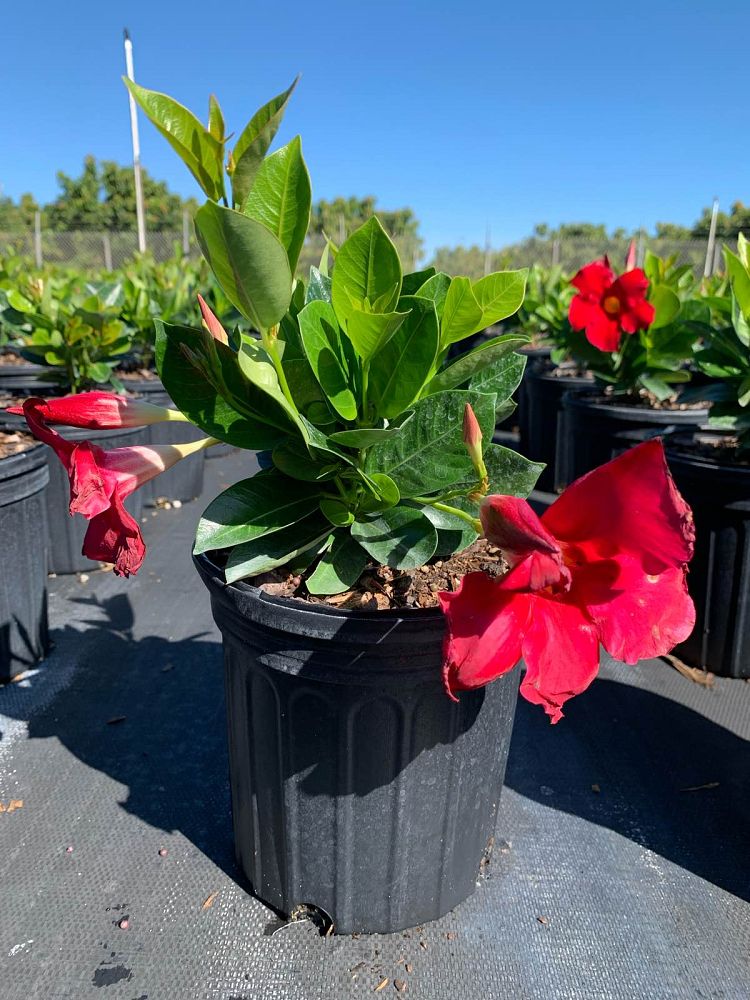 mandevilla-bella-scarlet-dipladenia