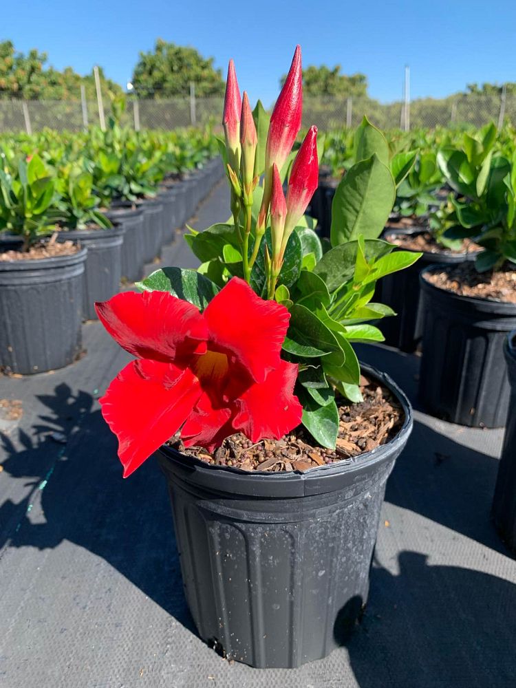 mandevilla-bella-scarlet-dipladenia