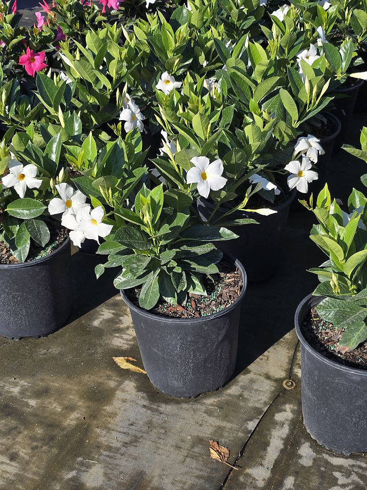 mandevilla-bella-white-dipladenia
