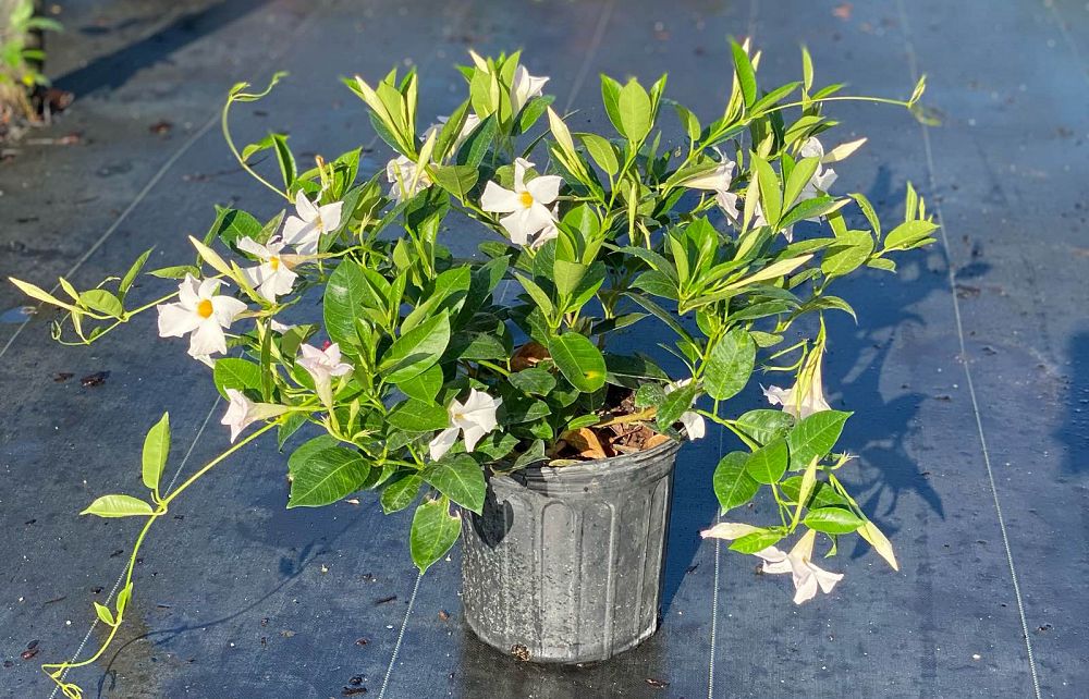 mandevilla-bella-white-dipladenia