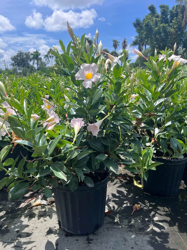 mandevilla-bella-white-dipladenia