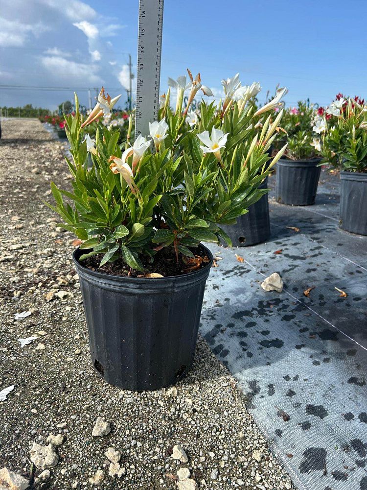 mandevilla-bella-white-dipladenia