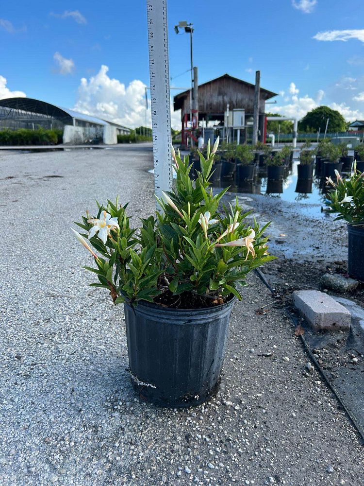 mandevilla-bella-white-dipladenia