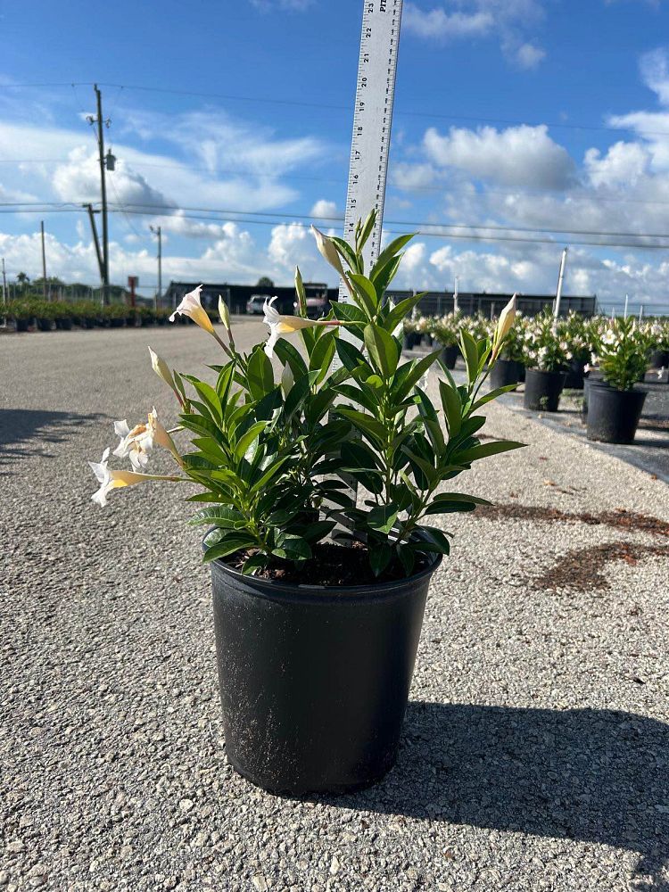 mandevilla-bella-white-dipladenia