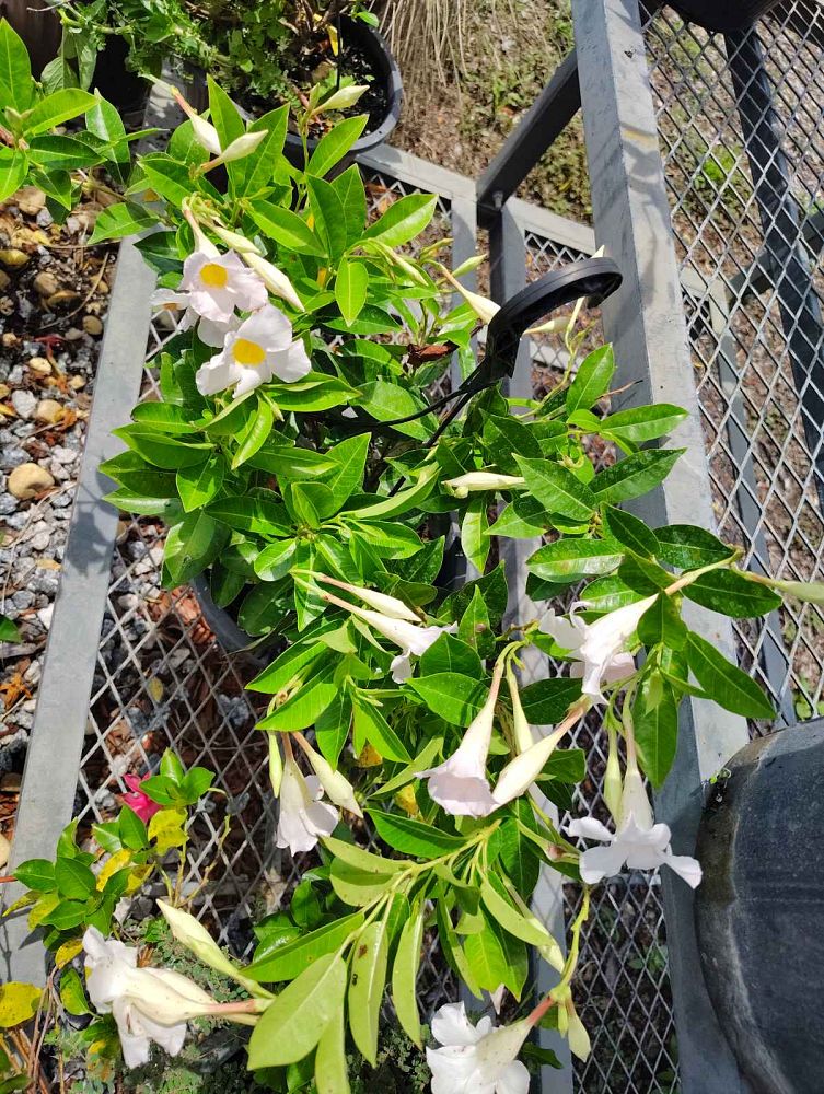 mandevilla-bella-white-dipladenia