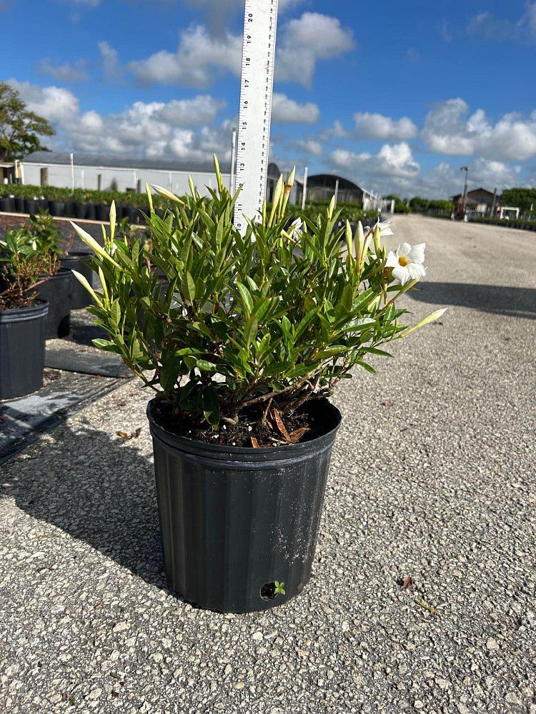 mandevilla-bella-white-dipladenia