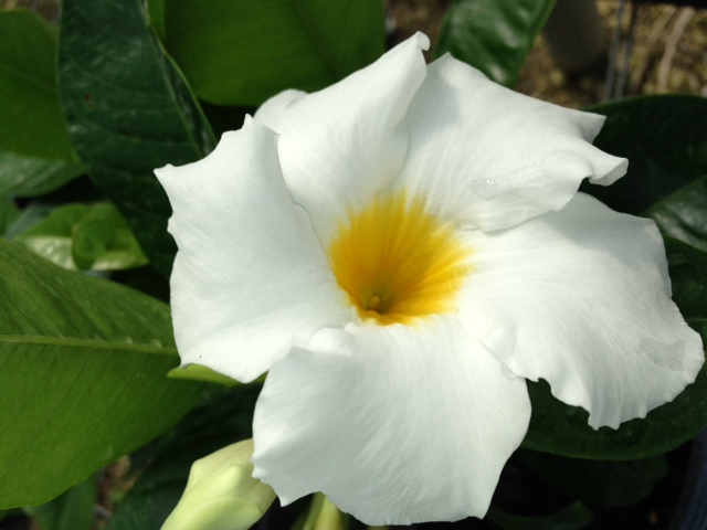 mandevilla-bride-s-cascade
